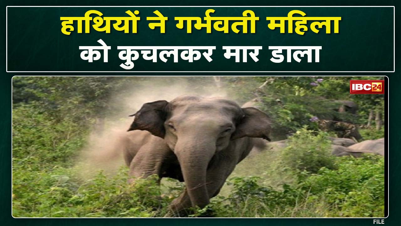 Ambikapur Elephant Attack : हाथियों के दल ने दो महिलाओं को कुचल कर मार डाला | एक महिला थी प्रेग्नेंट