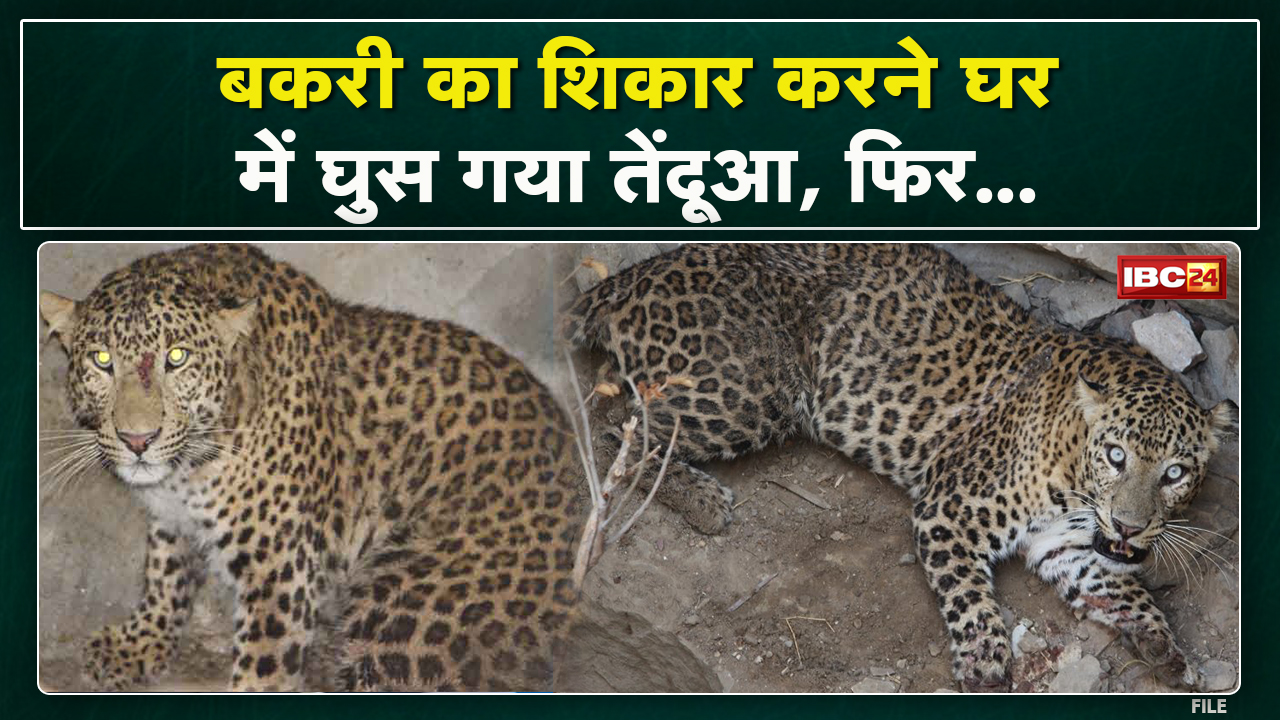 Balaghat : बकरी का शिकार करने घर में घुसा तेंदुआ | वन विभाग की टीम ने शुरु किया तेंदुए का रेस्क्यू