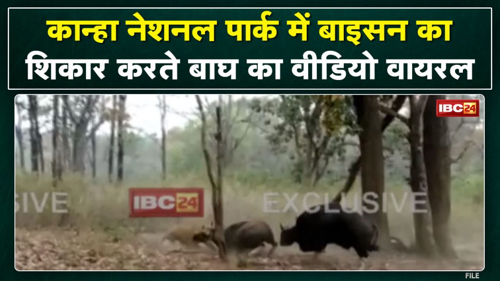 Kanha Tiger Reserve: Tiger seen hunting bison | Viral Hua Video