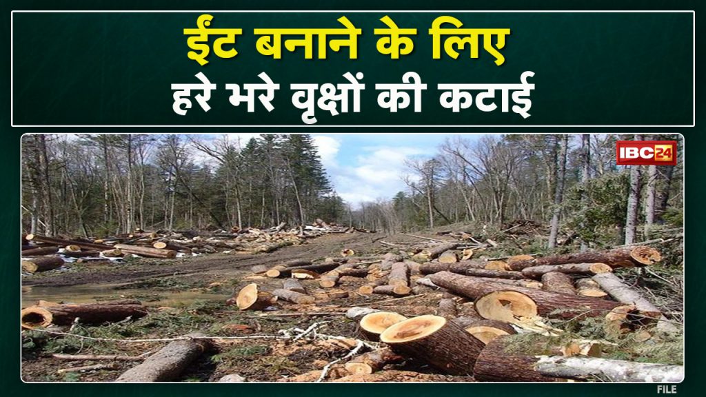 In this district of Chhattisgarh, green trees are being sacrificed. Know why...