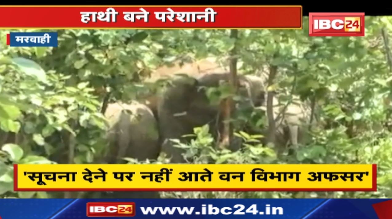 Marwahi Elephant Attack News : हाथी बने परेशानी | घर छोड़ने को मजबूर ग्रामीण
