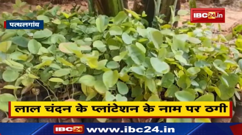 Fraud in the name of red sandalwood plantation in Kunkuri, Pathalgaon. Thug absconding on the pretext of good profit