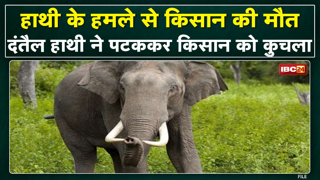 Pathalgaon Elephant Attack : दंतैल हाथी के हमले से किसान की मौत | घर लौटते वक्त पटककर किसान को कुचला
