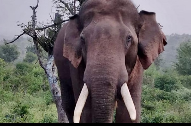 छत्तीसगढ़: हाथियों के दल ने दो महिलाओं को कुचल कर मार डाला, एक महिला थी प्रेग्नेंट