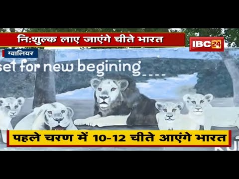 Gwalior : निशुल्क लाए जाएंगे आफ्रिकन चीते भारत | DFO ने दी जानकारी