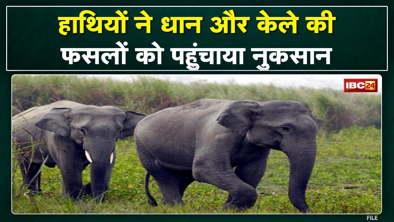 Balod Elephant Attack: Elephants damaged the crop. The kutcha house built in the farm was also broken