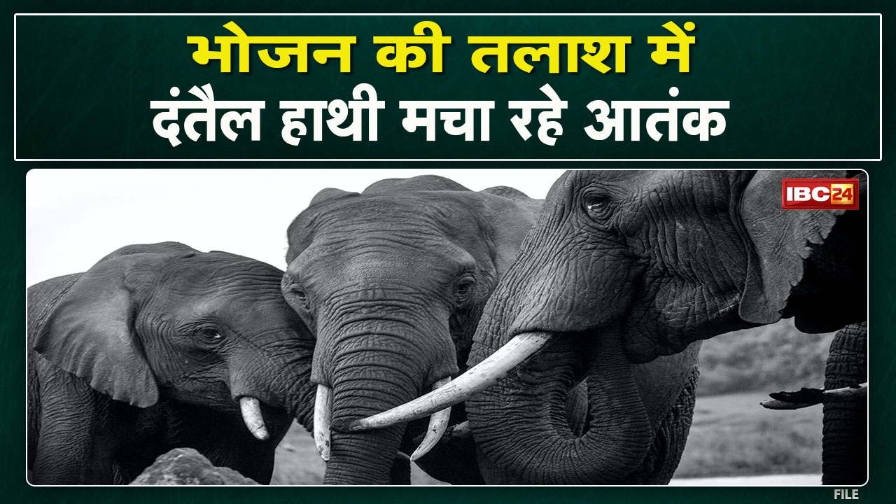 Balrampur Elephant Attack : दंतैल हाथी का आतंक | बीती रात ग्रामीणों के चार घरों को तोड़ा