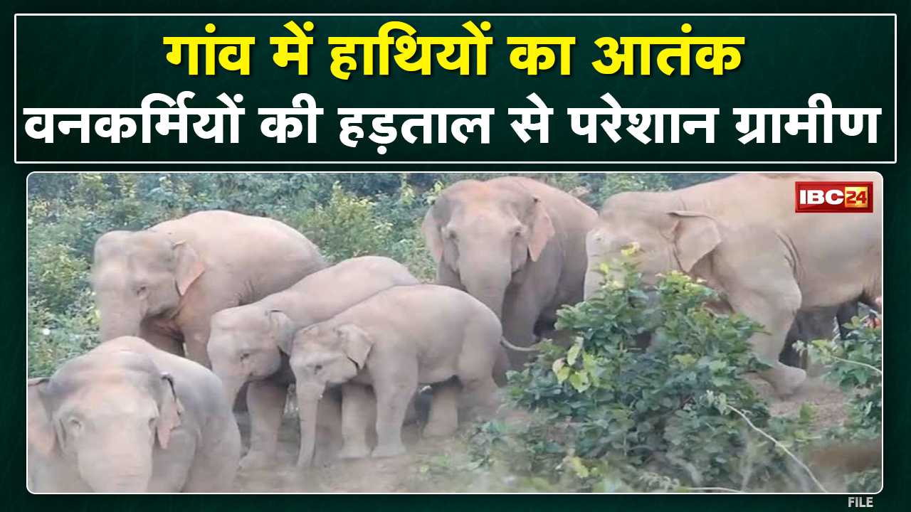Pathalgaon Elephant Attack : हाथियों ने घरों को तोड़ा | घर में रखे अनाज को पहुंचाया नुकसान