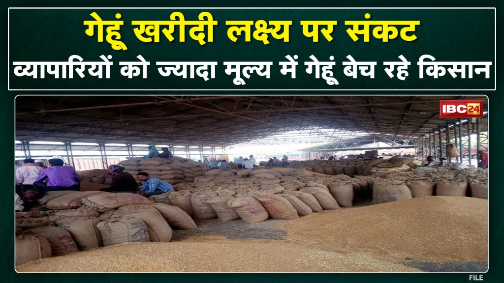Farmers not interested in selling wheat at MSP Farmers of the state selling more wheat to traders