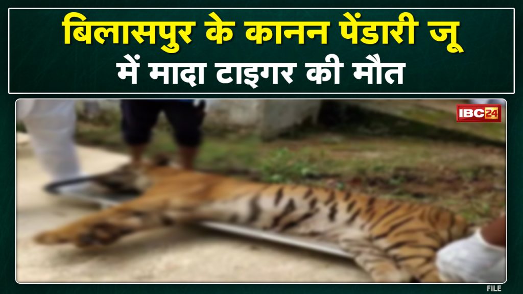 Kanan Pendari Zoo Bilaspur : Death of female tiger cherry | 7th wild animal died in 2 months