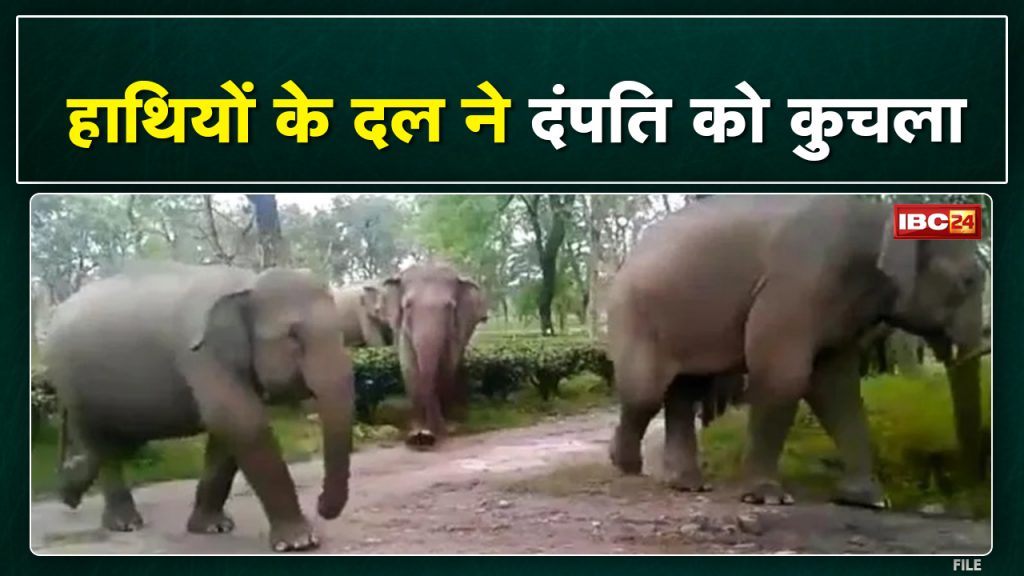 Shahdol Elephant Attack: Warning not to go towards the forest. Husband wife dies due to crushing of elephants
