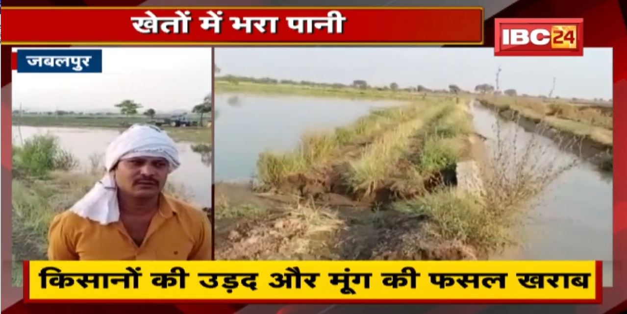 Jabalpur में नहर फूटने से खेतों में भरा पानी | किसानों की उड़द और मूंग की फसल खराब