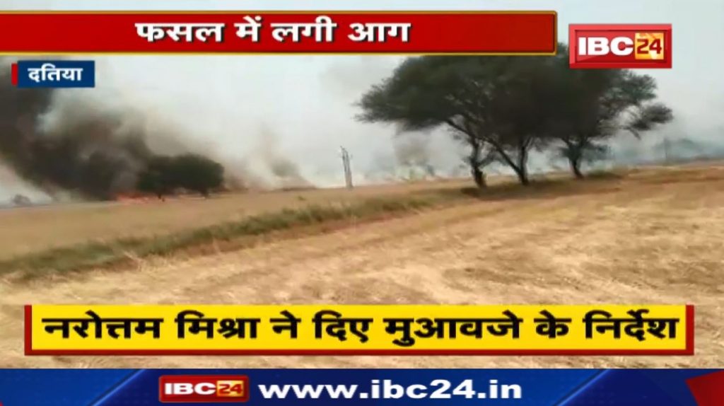 Arson in Datia: A fire broke out in the standing crop in the field. 1000 bighas of crop burnt to ashes in the horrific fire