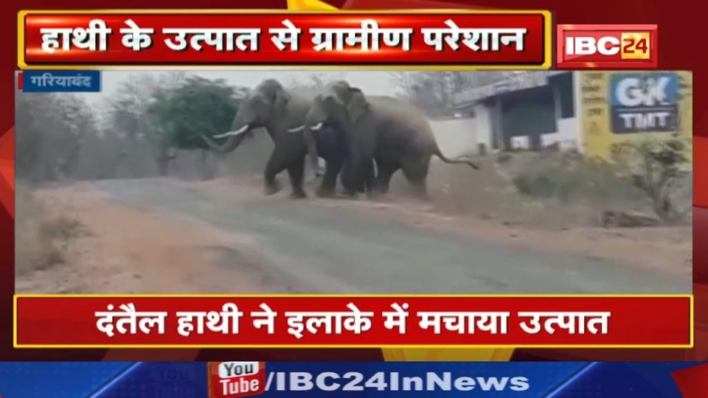 Gariyaband Elephant Attack : Elephant attack in Panduka forest area. The villagers made a noise and drove away