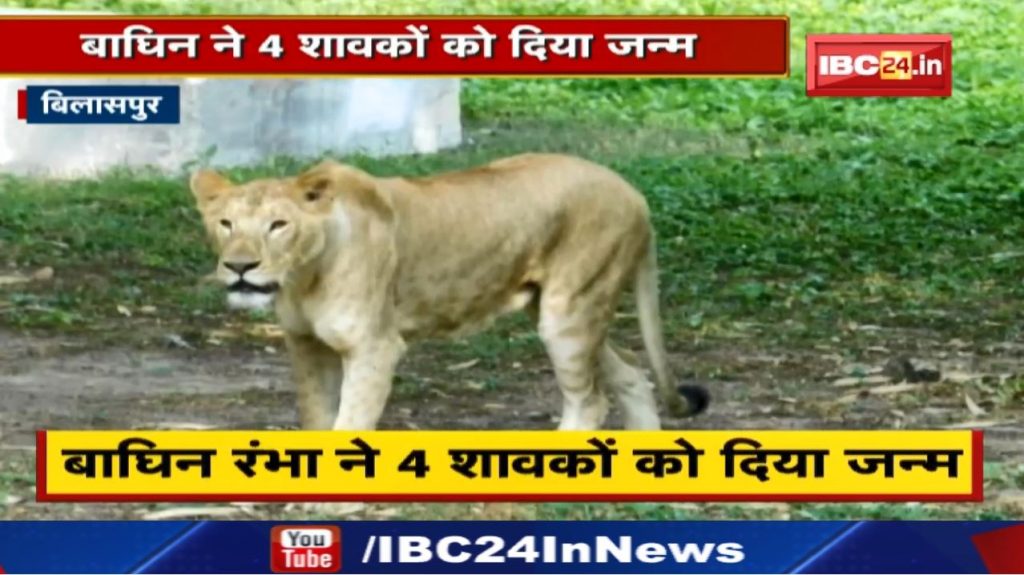 Kanan Pendari Zoo : Death of lioness 'Mausami' | Tigress 'Rambha' gave birth to four cubs