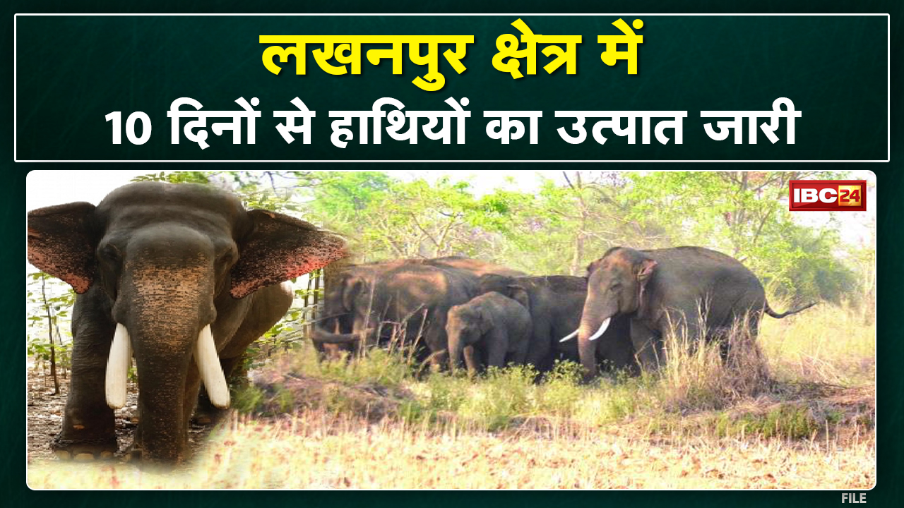 Ambikapur Elephant Attack: लखनपुर क्षेत्र में हाथियों का उत्पात | मकानों, फसलों को पहुंचा रहे नुकसान