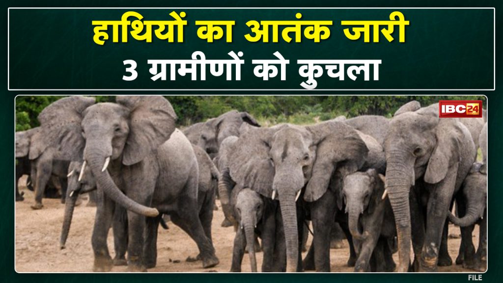 Shahdol Elephant Attack: Elephants took the lives of 3 villagers. Yesterday also 2 villagers died