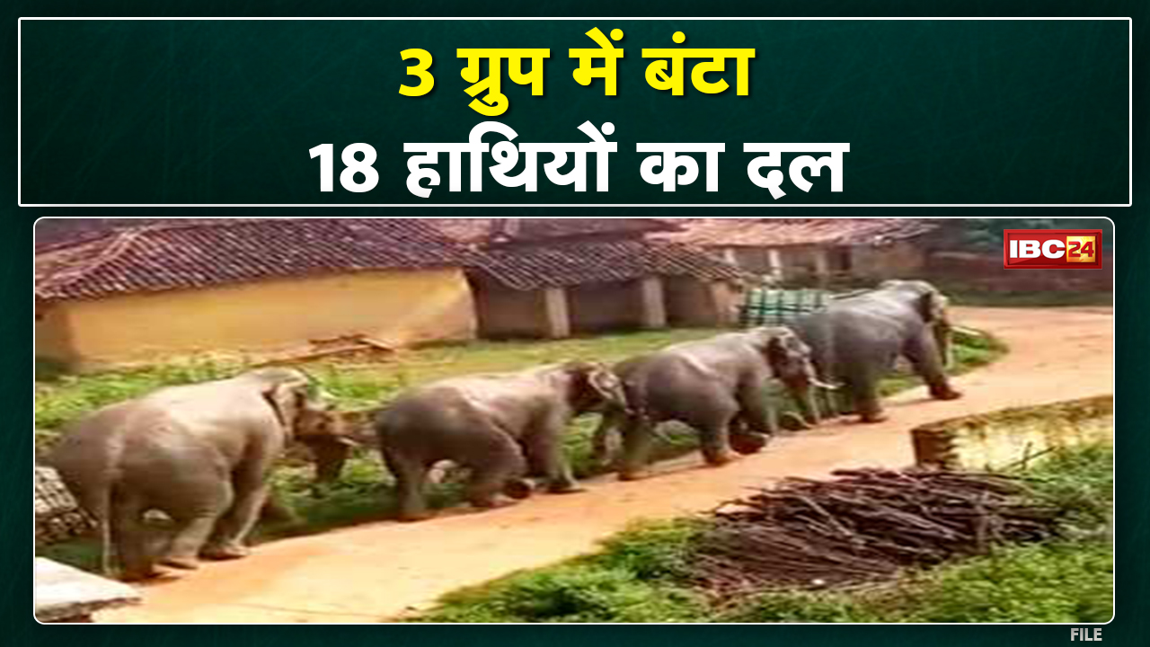 Lormi Elephant News: 3 ग्रुप में बंटा 18 हाथियों का दल | छपरवा,अचानकमार और लोरमी बफर में पहुंचे हाथी