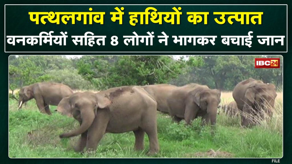 Pathalgaon Elephant Attack 8 people including forest workers escaped and saved their lives