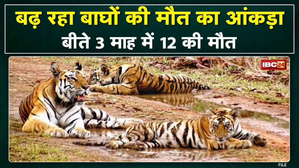 The death toll of tigers is increasing in Madhya Pradesh. Will Tiger State's status be snatched away?