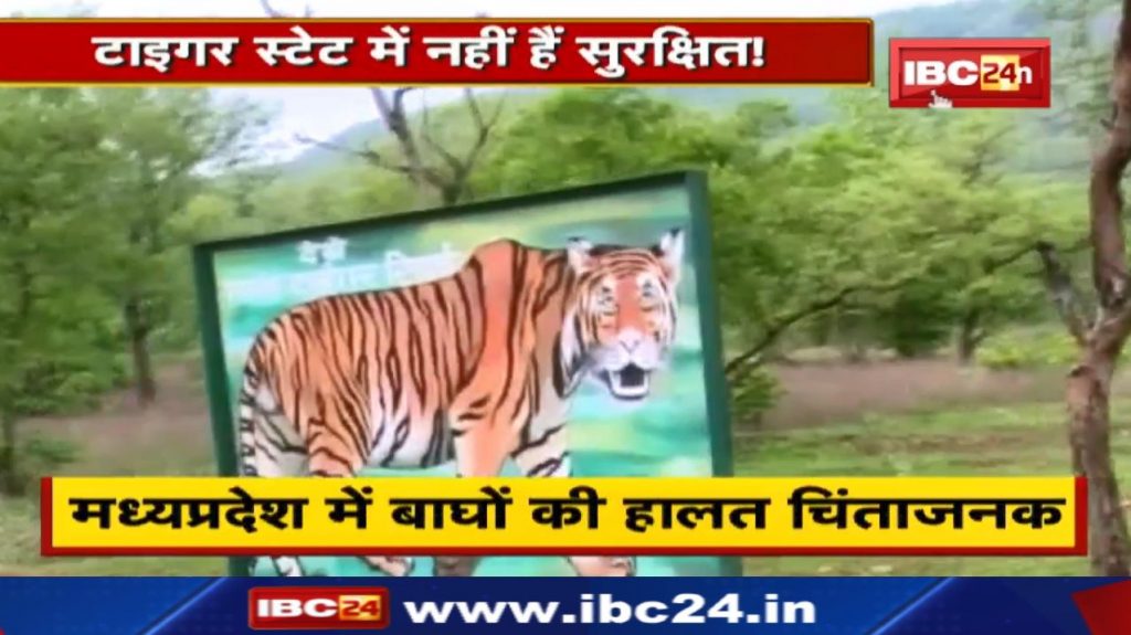 Madhya Pradesh Tiger State: Due to the increase in the number of tigers, mutual conflict increased. Will Tiger State be snatched away?
