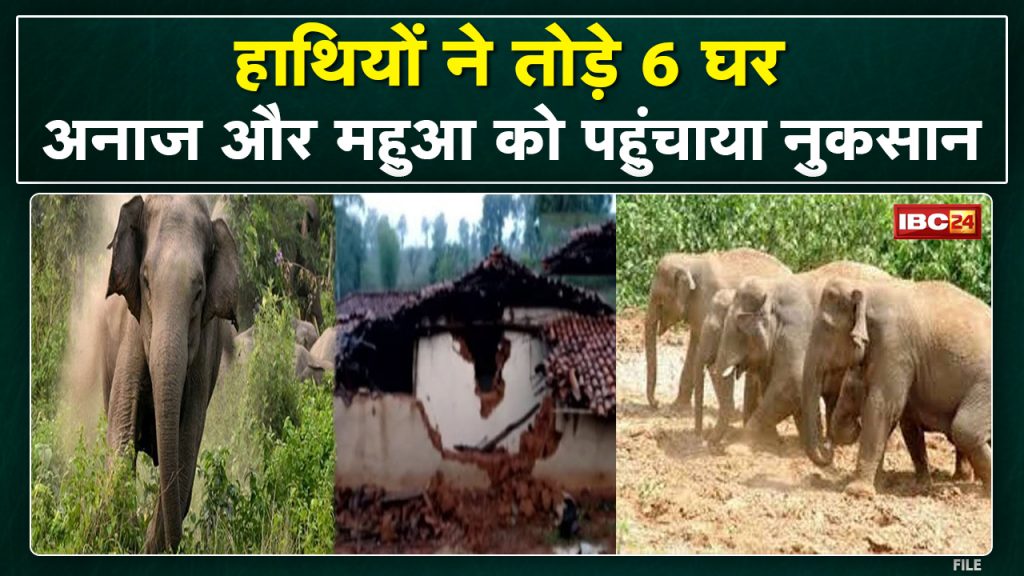 Pathalgaon Elephant Attack: Elephants broke 6 houses. Grains kept in the house, damage to Mahua