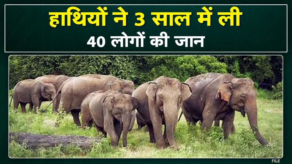 Raigarh Elephant Attack: Elephants took the lives of 40 people in 3 years. Forest Department could not take concrete steps