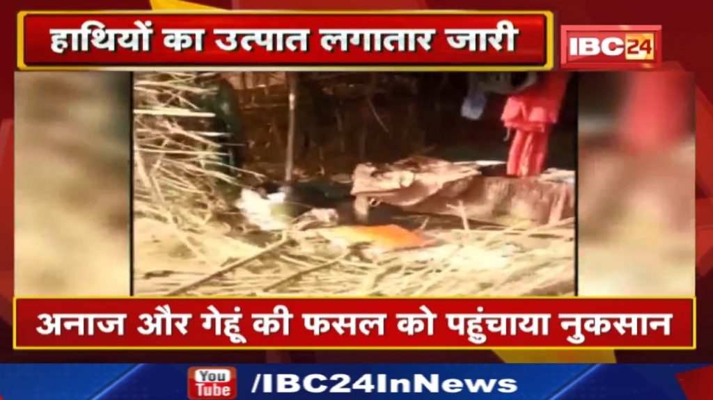 Shahdol Elephant Attack: Elephants damage grain and wheat crop in Dhaned village