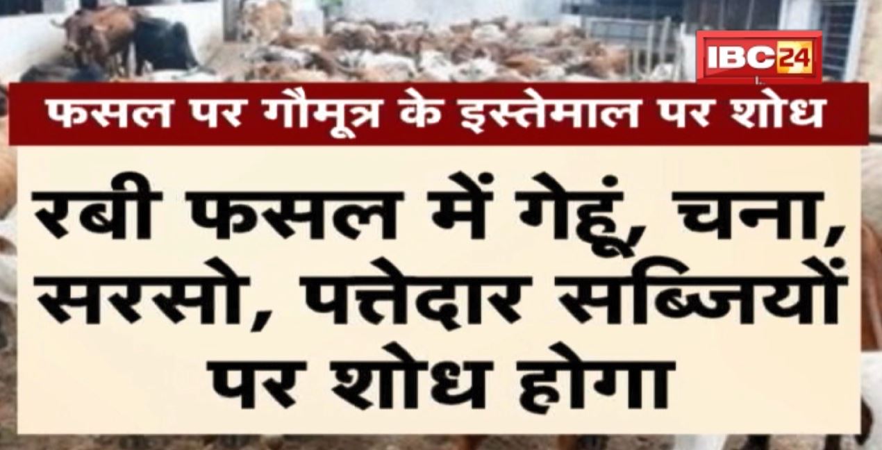 गौमूत्र से अलग-अलग उत्पाद बनाने पर विचार | IGKV को रिसर्च का जिम्मा | देखिए पूरी Report