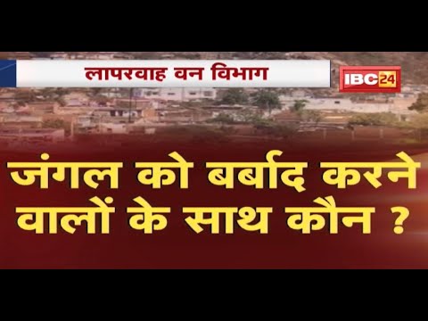 Exclusive News: जंगल में बर्बाद करने वालों के साथ कौन? क्या बचाया जा सकता था बेशकीमती संरक्षित जंगल?
