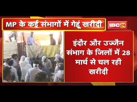 Madhya Pradesh Wheat Purchase:प्रदेश के कई संभागों में गेंहू खरीदी। आज से 16 मई तक MSP पर होगी खरीदी