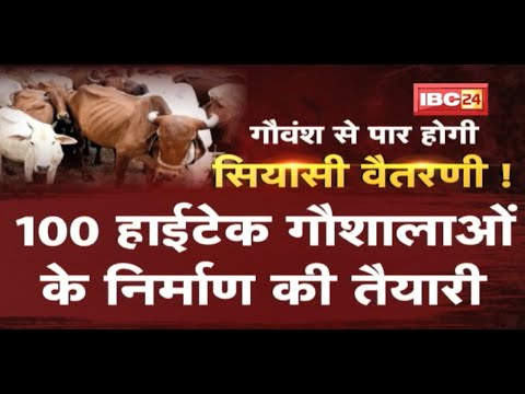 Madhya Pradesh में Cow Politics ! हर ब्लॉक में गौशालाओं का निर्माण | देखिए पूरी Report