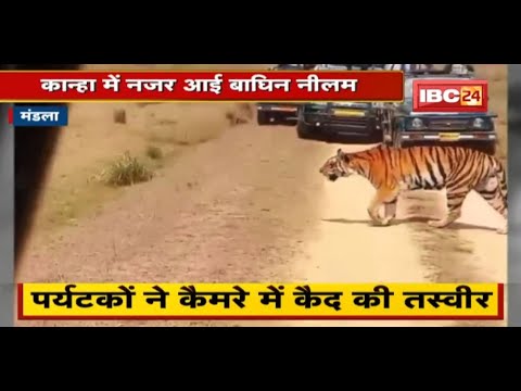 कान्हा में नजर आई बाघिन नीलम | पर्यटकों ने कैमरे में कैद की तस्वीर | देखिए VIDEO