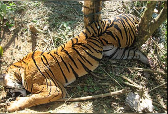 tiger death