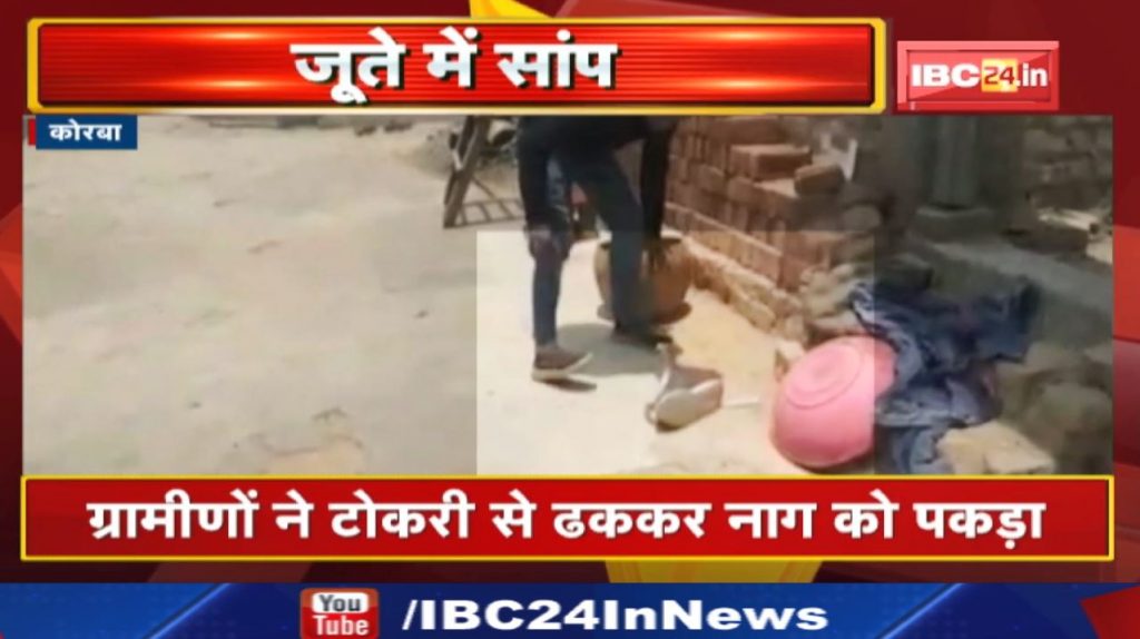 Snake in Boots | Villagers caught the snake by covering it with a basket, watch the video...