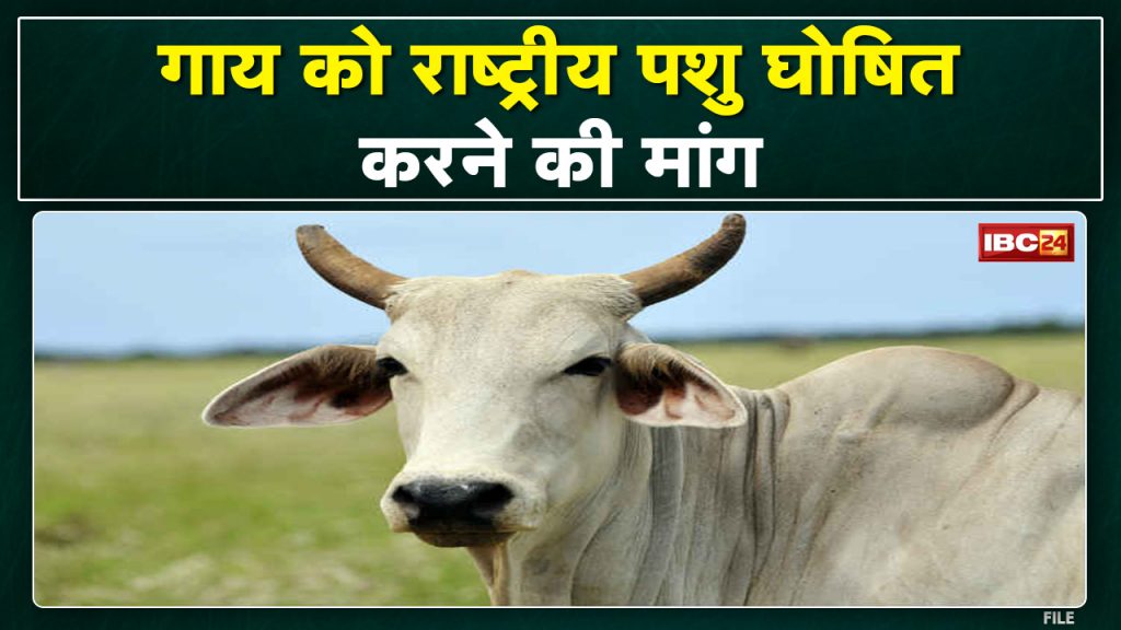 Congress MLA PC Sharma's demand | Said- Cow should be declared as national animal