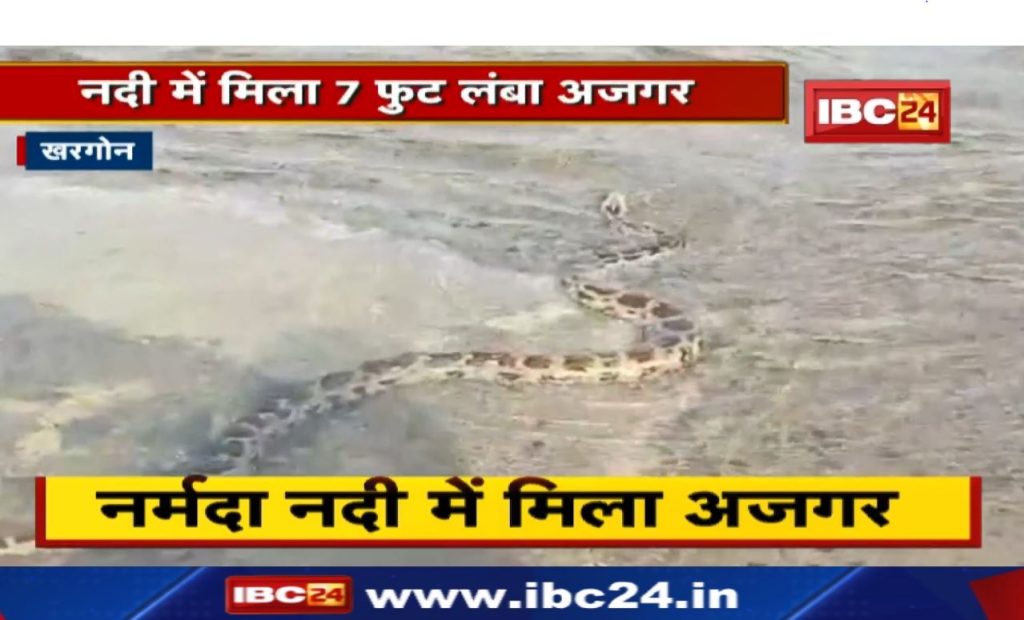 Devotees were taking a dip of faith. Then the giant python came out of the river, watch the video