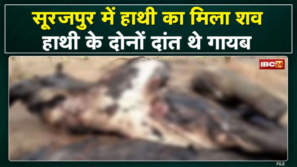 Surajpur News: Dead body of male elephant found. Two teeth found missing from dead male elephant's carcass