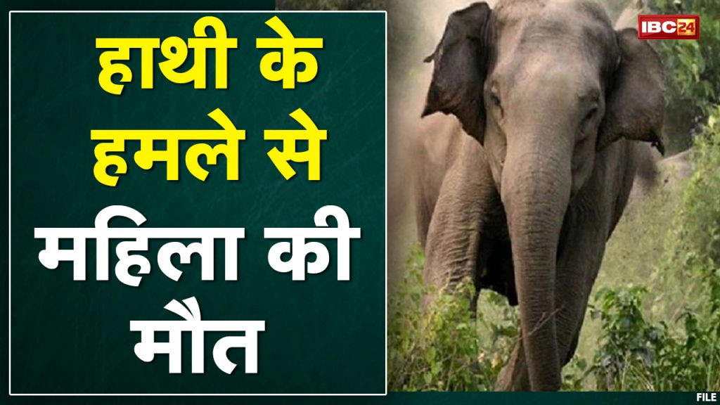 Surajpur Elephant Attack: Elephant crushes woman, dies The incident of Pratappur forest range...