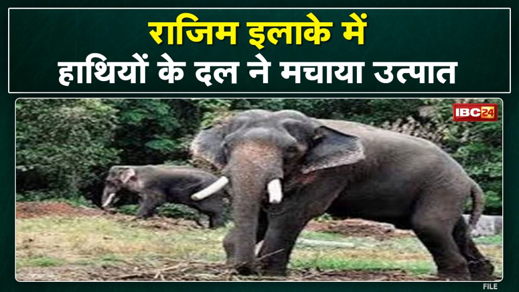 Rajim Elephant Attack: Three toothed elephants created ruckus in the village. Elephants ate paddy kept in the barn..