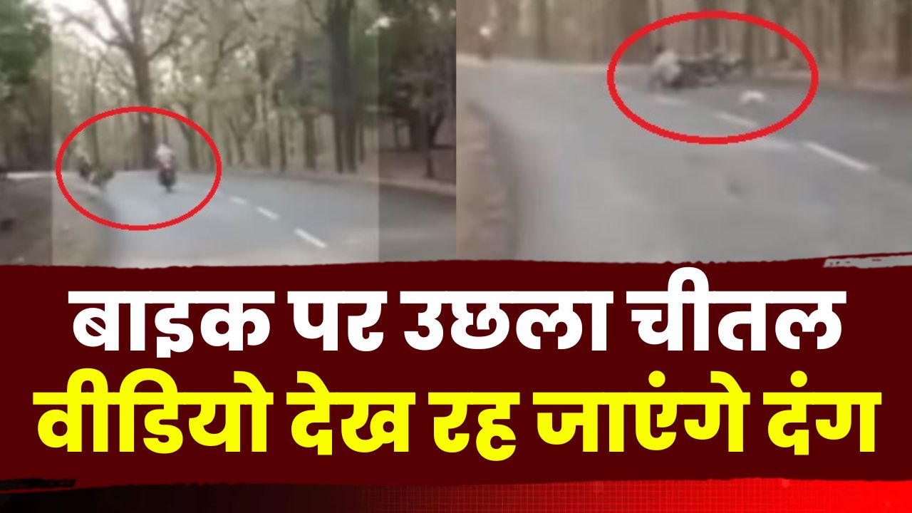 Balaghat News : झुंड में से बाहर आकर बाइक पर उछला चीतल | देखिए Video…