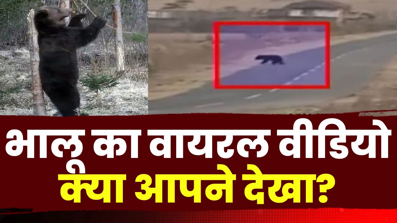 Bear Viral Video : मनेंद्रगढ़ के बंजी इलाके में दिन में दौड़ता दिखा भालू | दहशत में लोग…