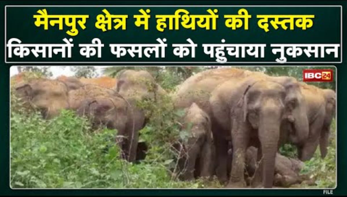 Gariyaband Elephant Attack : फुलझर के जंगल पहुंचा हाथियों का दल | किसानों की फसल को पहुंचाया नुकसान