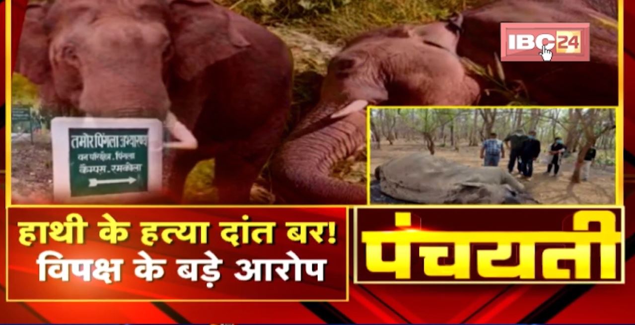 हाथी के हत्या दांत बर! विपक्ष के बड़े आरोप। Elephant Killed in Chhattisgarh | Panchayati
