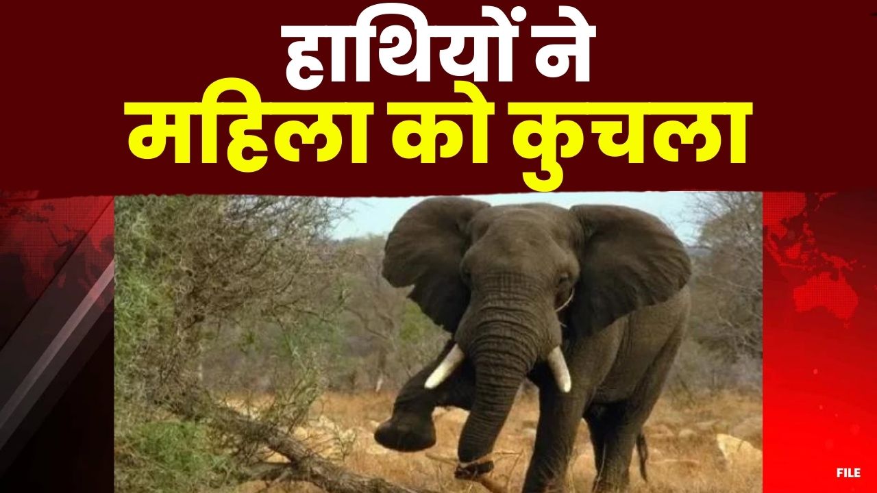 Dindori Elephant Attack : हाथियों ने महिला को कुचला, मौत | इस इलाके में घूम रहा 3 हाथियों का दल…