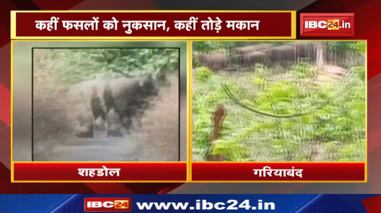 Gariyaband Elephant Attack : कभी फिंगेश्वर तो कभी मैनपुर में उत्पात | मुआवजा नहीं मिलने से लोग नाराज