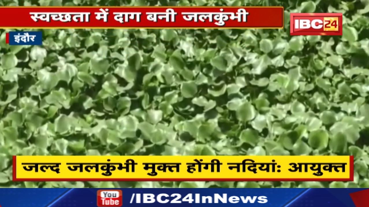 Indore Swachhata Campaign: जलकुंभी हटाने निगम जल्द चलाएगा अभियान | सरस्वती,कान्ह नदी में जमी जलकुंभी