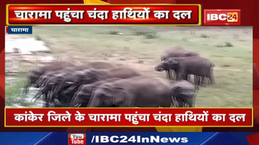 Kanker Elephant Attack : A group of elephants reached Charama. Damage to farmers' crops