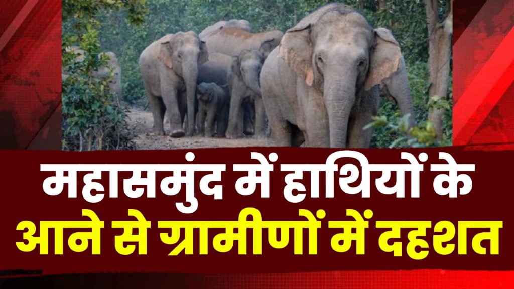 Mahasamund Elephant Attack: After returning from Gariaband range, a group of elephants came to Mahasamund. Villagers in panic...