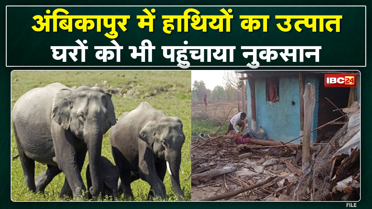 Mainpat Elephant Attack : भोजन की तलाश में पहुंचे हाथियों के दल ने 2 घरों में किया तोड़फोड़….